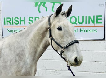 Irish Sport Horse, Gelding, 4 years, 16 hh, Gray