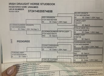 Irish Sport Horse, Gelding, 4 years, 16 hh, Gray