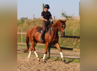 Irish Sport Horse Mix, Gelding, 4 years, 16 hh