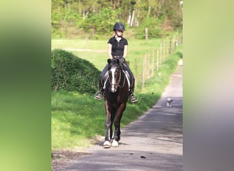 Irish Sport Horse, Gelding, 4 years, 16 hh, Smoky-Black