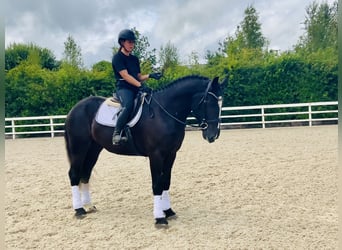 Irish Sport Horse, Gelding, 4 years, 16,1 hh, Black