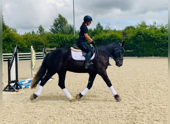 Irish Sport Horse, Gelding, 4 years, 16,1 hh, Black