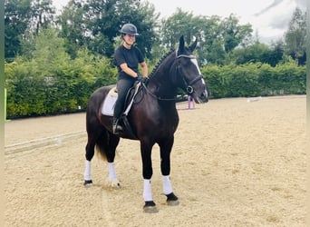 Irish Sport Horse, Gelding, 4 years, 16,1 hh, Black