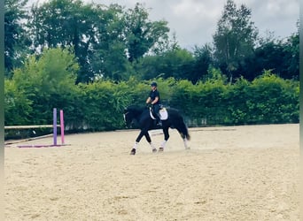 Irish Sport Horse, Gelding, 4 years, 16,1 hh, Black