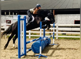 Irish Sport Horse, Gelding, 4 years, 16,1 hh, Black