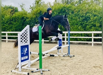 Irish Sport Horse, Gelding, 4 years, 16,1 hh, Black