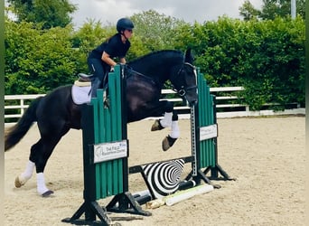 Irish Sport Horse, Gelding, 4 years, 16,1 hh, Black