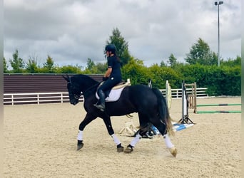 Irish Sport Horse, Gelding, 4 years, 16,1 hh, Black
