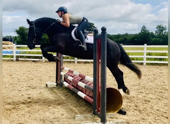 Irish Sport Horse, Gelding, 4 years, 16,1 hh, Black