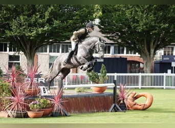 Irish Sport Horse, Gelding, 4 years, 16,1 hh, Grey