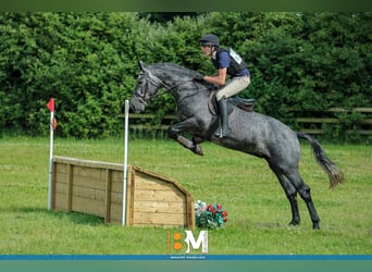 Irish Sport Horse, Gelding, 4 years, 16,1 hh, Grey