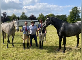 Irish Sport Horse, Gelding, 4 years, 16,1 hh, Grey
