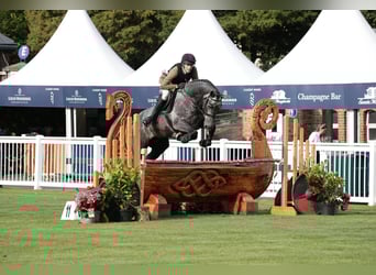 Irish Sport Horse, Gelding, 4 years, 16,1 hh, Grey