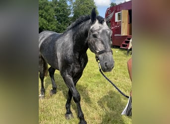 Irish Sport Horse, Gelding, 4 years, 16,1 hh, Grey