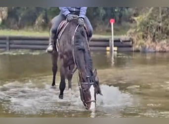 Irish Sport Horse, Gelding, 4 years, 16,2 hh, Bay-Dark