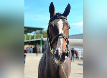 Irish Sport Horse, Gelding, 4 years, 16,2 hh, Bay-Dark