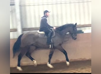 Irish Sport Horse, Gelding, 4 years, 16,2 hh, Bay-Dark