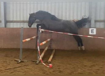 Irish Sport Horse, Gelding, 4 years, 16,2 hh, Bay-Dark