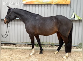 Irish Sport Horse, Gelding, 4 years, 16,2 hh, Black
