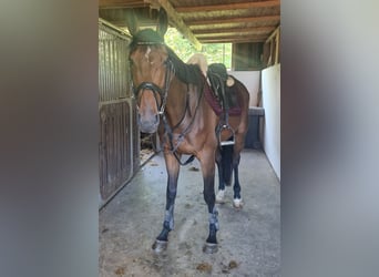 Irish Sport Horse, Gelding, 4 years, 16,2 hh, Brown