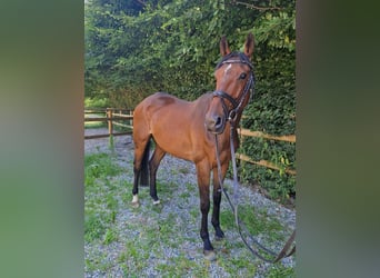 Irish Sport Horse, Gelding, 4 years, 16,2 hh, Brown