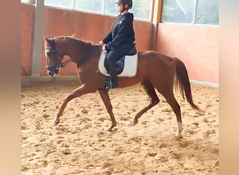 Irish Sport Horse, Gelding, 4 years, 16,2 hh, Chestnut-Red