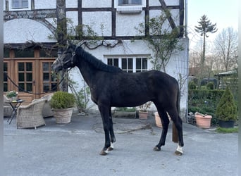 Irish Sport Horse, Gelding, 4 years, 16,2 hh, Gray-Dark-Tan