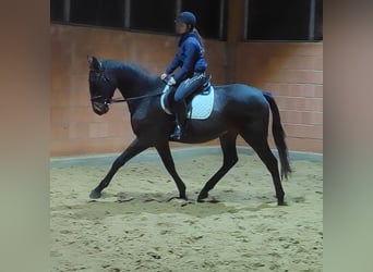 Irish Sport Horse, Gelding, 4 years, 17 hh, Black