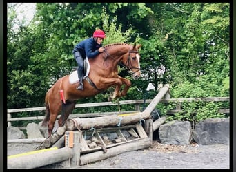 Irish Sport Horse, Gelding, 4 years, 17 hh, Chestnut-Red