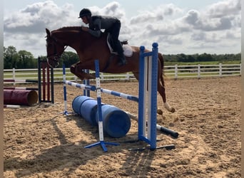Irish Sport Horse, Gelding, 4 years, 17 hh, Chestnut-Red