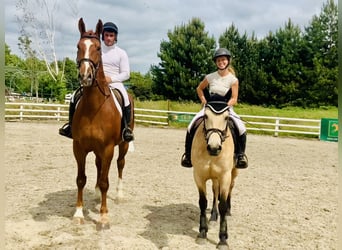 Irish Sport Horse, Gelding, 4 years, 17 hh, Chestnut-Red