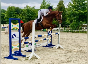 Irish Sport Horse, Gelding, 4 years, 17 hh, Chestnut-Red