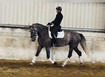 Irish Sport Horse, Gelding, 4 years, 17 hh, Grey