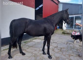 Irish Sport Horse, Gelding, 4 years, Black