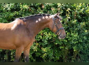 Irish Sport Horse, Gelding, 5 years, 14.2 hh, Bay
