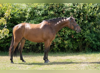 Irish Sport Horse, Gelding, 5 years, 14.2 hh, Bay