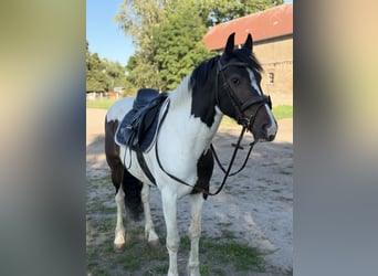 Irish Sport Horse Mix, Gelding, 5 years, 14.2 hh, Pinto