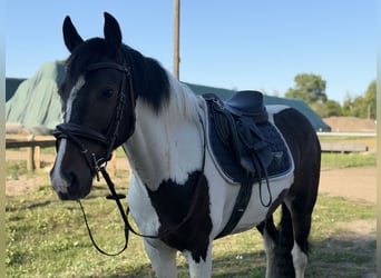 Irish Sport Horse Mix, Gelding, 5 years, 14.2 hh, Pinto