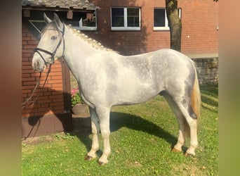 Irish Sport Horse, Gelding, 5 years, 14.3 hh, Pinto