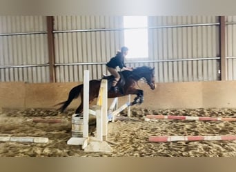 Irish Sport Horse, Gelding, 5 years, 15,1 hh, Bay