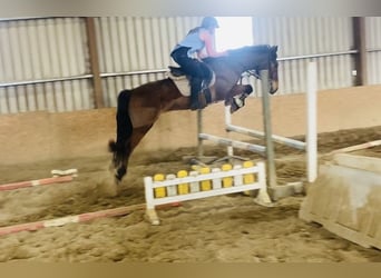 Irish Sport Horse, Gelding, 5 years, 15.2 hh, Brown