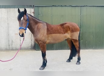 Irish Sport Horse, Gelding, 5 years, 15.2 hh, Brown