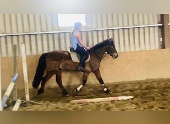 Irish Sport Horse, Gelding, 5 years, 15.2 hh, Brown