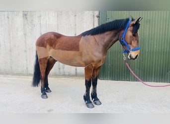 Irish Sport Horse, Gelding, 5 years, 15.2 hh, Brown