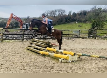 Irish Sport Horse, Gelding, 5 years, 15.2 hh, Brown