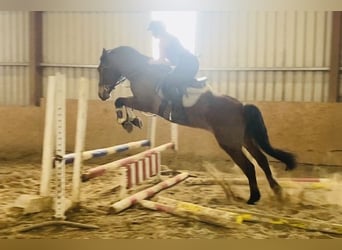 Irish Sport Horse, Gelding, 5 years, 15.2 hh, Brown