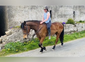 Irish Sport Horse, Gelding, 5 years, 15.2 hh, Brown