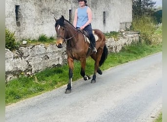 Irish Sport Horse, Gelding, 5 years, 15.2 hh, Brown