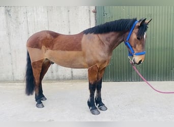 Irish Sport Horse, Gelding, 5 years, 15.2 hh, Brown