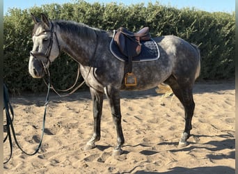Irish Sport Horse, Gelding, 5 years, 15.2 hh, Grey-Dark-Tan
